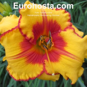 Hemerocallis Shimmering Glimmer