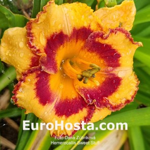 Hemerocallis Sweet Stuff