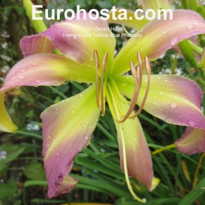 Hemerocallis Taunus Blue Phantasy