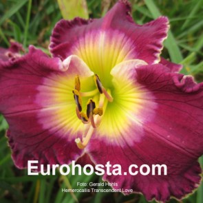 Hemerocallis Transcendent Love