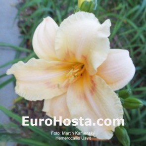 Hemerocallis Úsvit