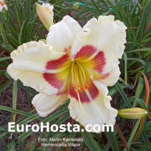 hemerocallis vitana