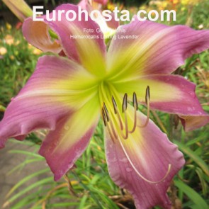 Hemerocallis Lilting Lavender