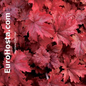 Heuchera Fire Chief