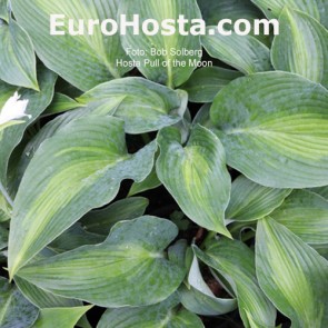 Hosta Pull of the Moon | EUROHOSTA