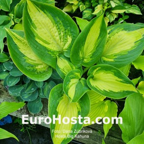 Hosta Big Kahuna