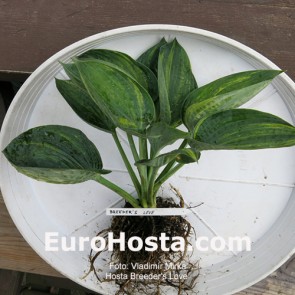 Hosta Breeder's Love