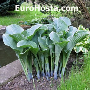 Hosta Krossa Regal - Eurohosta