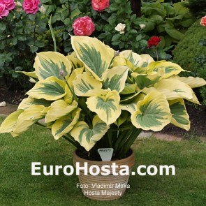 Hosta Majesty - Eurohosta