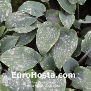 Hosta 'Valley's Vanilla Sticks' - Eurohosta