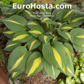 Hosta Alan Titchmarsh