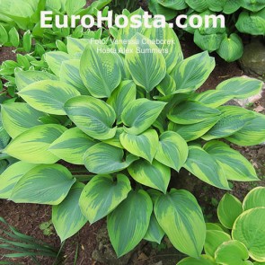 Hosta Alex Summer - Eurohosta