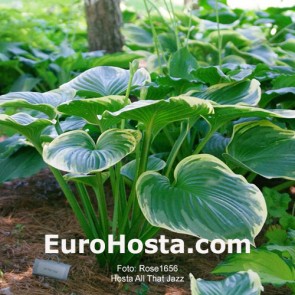 Hosta All That Jazz