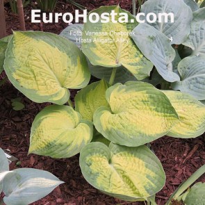 Hosta Alligator Alley - Eurohosta