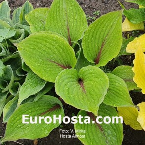 Hosta Almost