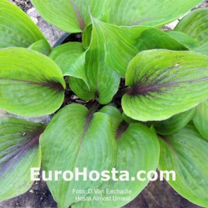 Hosta Almost Unreal