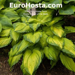 Hosta Amalia