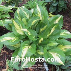 Hosta American Sweetheart