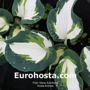 Hosta Andrew - Eurohosta