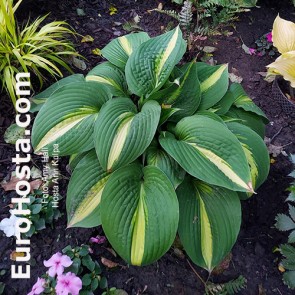 Hosta Ann Kulpa - Eurohosta