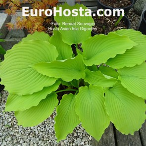 Hosta Asian Isla Gigantes