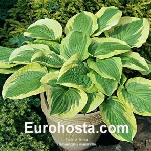 Hosta Avalanche