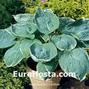 Hosta Blueberry ala Mode - Eurohosta