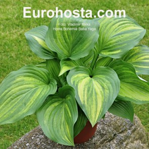 Hosta Bohemia Baba Yaga