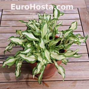 Hosta Bohemian Fatty Manzo