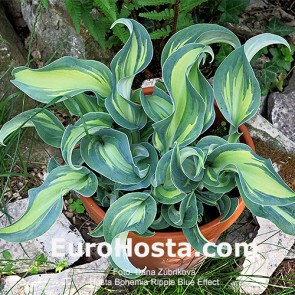 Hosta Bohemia Ripple Blue Effect