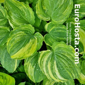 Hosta Brave Attempt