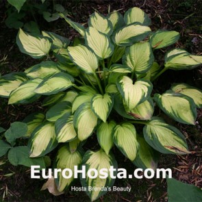 Hosta Brenda's Beauty