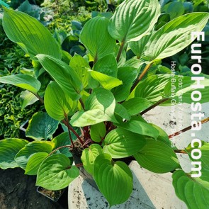 Hosta Buffalo Grassland Berries