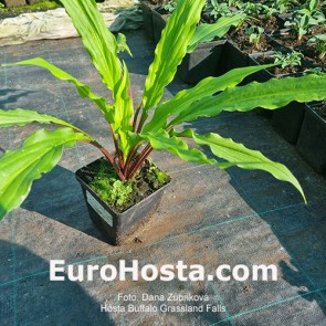 Hosta Valley's Bluegrass