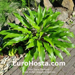 Hosta Buffalo Grassland Sparow