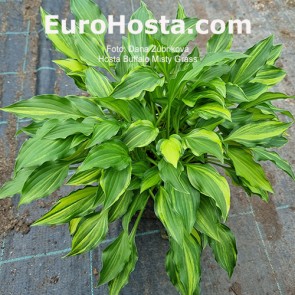 Hosta Buffalo Misty Grass