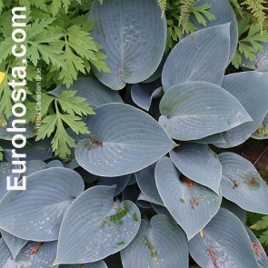 Hosta Canadian Blue - Eurohosta