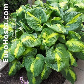 Hosta Cathedral Windows - Eurohosta