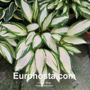 Hosta Celebration