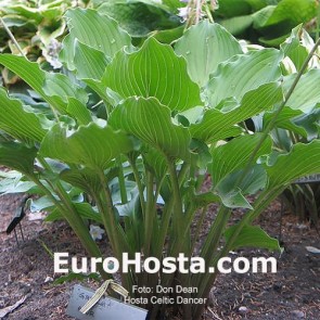 Hosta Celtic Dancer