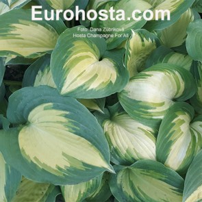 Hosta Champagne for All