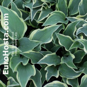 Hosta Chantilly Lace