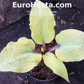 Hosta Chris' Pale Winner