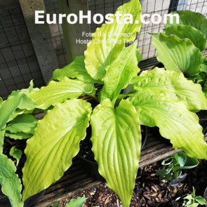 hosta Chris' Red Thing