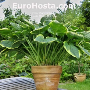 Hosta Christmas Tree - Eurohosta