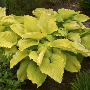 Hosta Coast to Coast