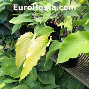 hosta Coastal Moonlight