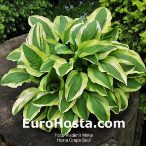 Hosta Crepe Soul