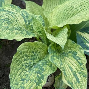 Hosta Danica Paul