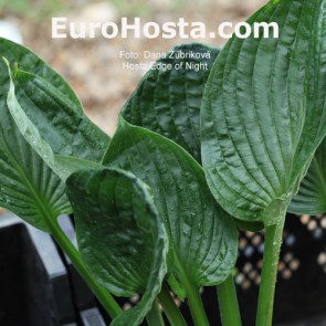 Hosta Edge of Night